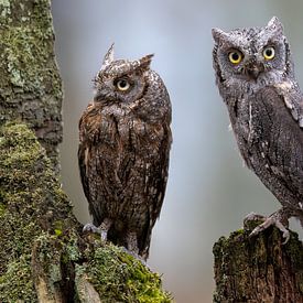 Two scops owls by Teresa Bauer