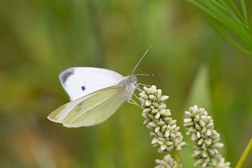 Schmetterling von By Foto Joukje
