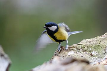 Abfliegende Kohlmeise van Rolf Pötsch