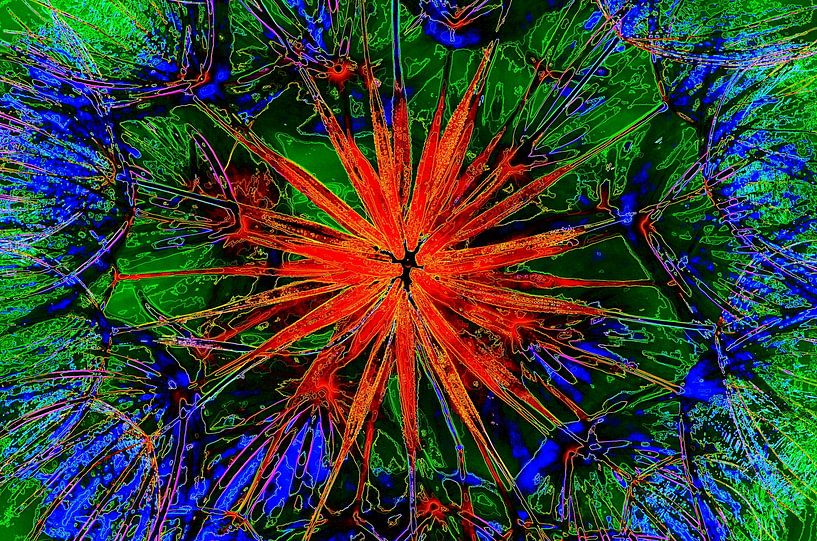 Flower Burst 2 van De Rover