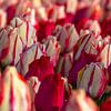 Wit met rode tulpen van Margreet Frowijn
