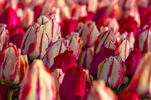 Weiß mit roten Tulpen