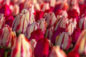 Wit met rode tulpen