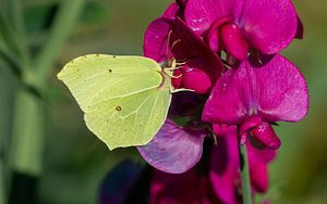 Zitronenfalter an einer Blume von Animaflora PicsStock