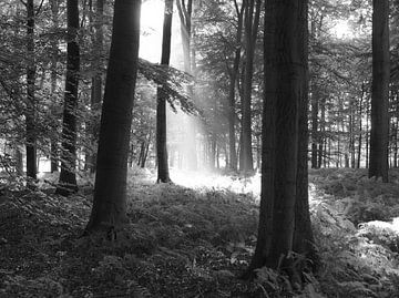 beams of light by Robin Pics (verliefd op Utrecht)