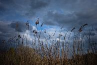 Stems with reeds against a Dutch cloudy sky by Mariska Vereijken thumbnail