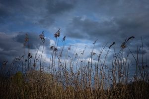 Stängel mit Schilf vor einem niederländischen Wolkenhimmel
