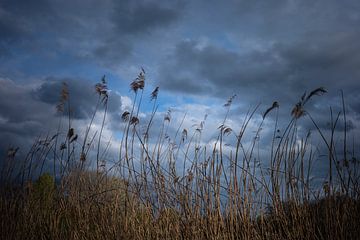 Stengels met riet tegen een hollandse wolkenlucht van Mariska Vereijken