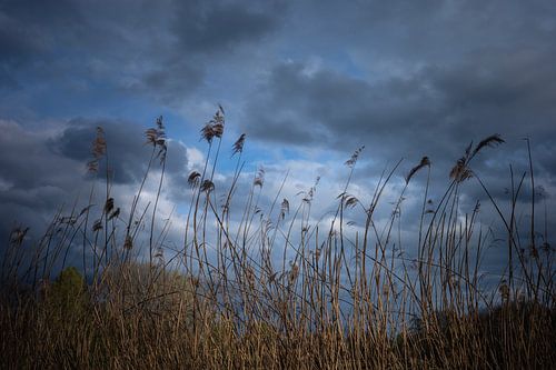 Tiges avec roseaux sur fond de ciel nuageux néerlandais sur Mariska Vereijken