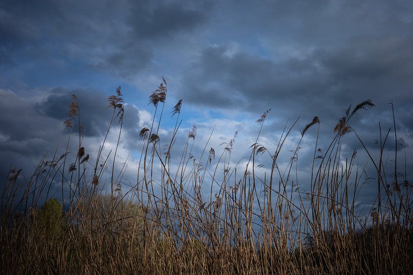 Stems with reeds against a Dutch cloudy sky by Mariska Vereijken