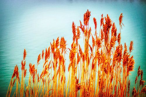 Surrealistic Nature in the Veluwe