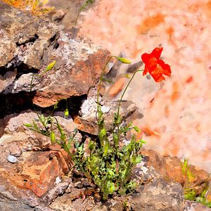 Poppies are growing everywhere von Andreas Wemmje