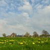 Paardenbloemen in de wei met boerderij op de achtergrond van Ad Jekel