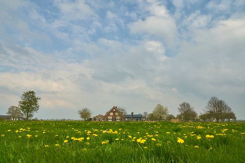Paardenbloemen in de wei met boerderij op de achtergrond