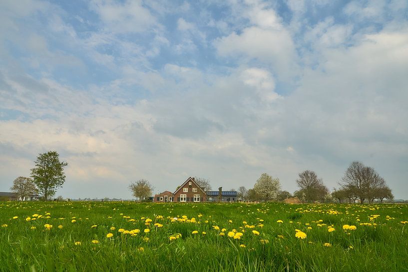 Dandelions in the meadow with farm in the background by Ad Jekel
