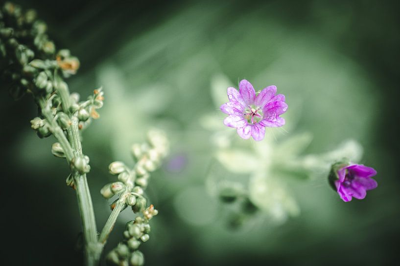 Purple flowers by Jan