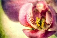 Orchid blossom - Vintage
