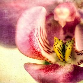 Orchideenblüte - Vintage von Dieter König