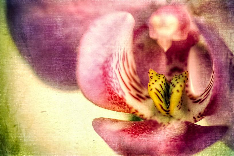 Orchid blossom - Vintage by Dieter König