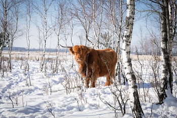 nature highlander