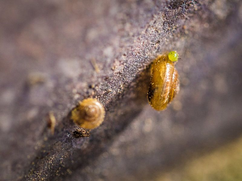 Snails by kitty van gemert