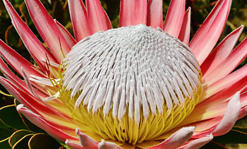 wunderschoene Königs Protea