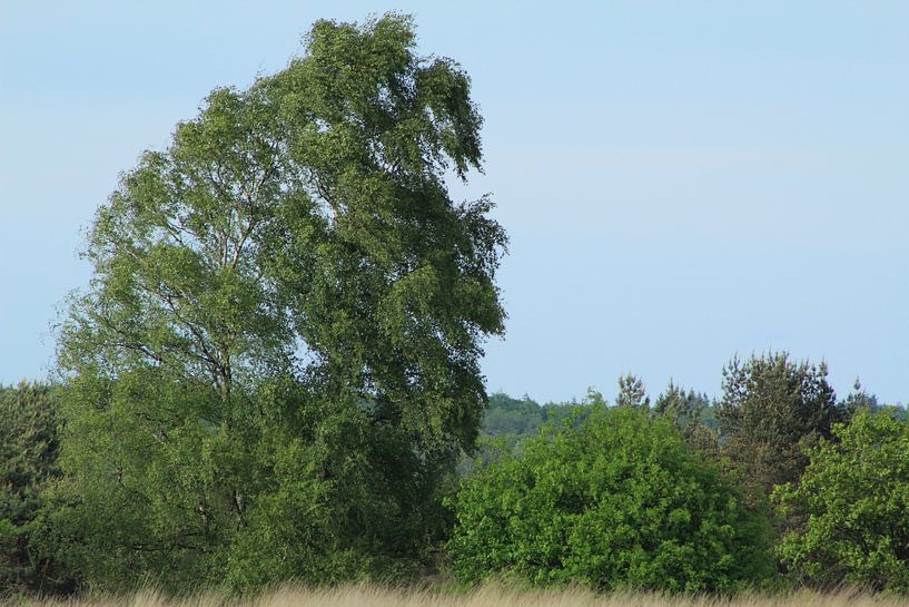 natuur bos par hans nagtegaal