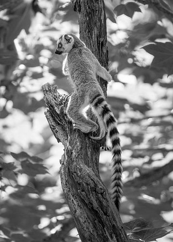 Ringstaartmaki aap lemur zwart wit van Jett Fotografie