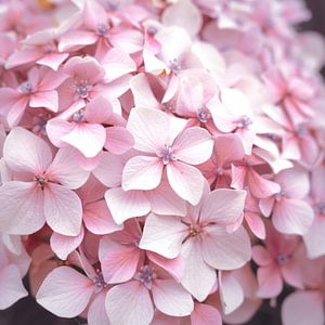 Pastel roze hortensia in Engeland art print - lente bloemen natuur fotografie en reisfotografie van Christa Stroo fotografie