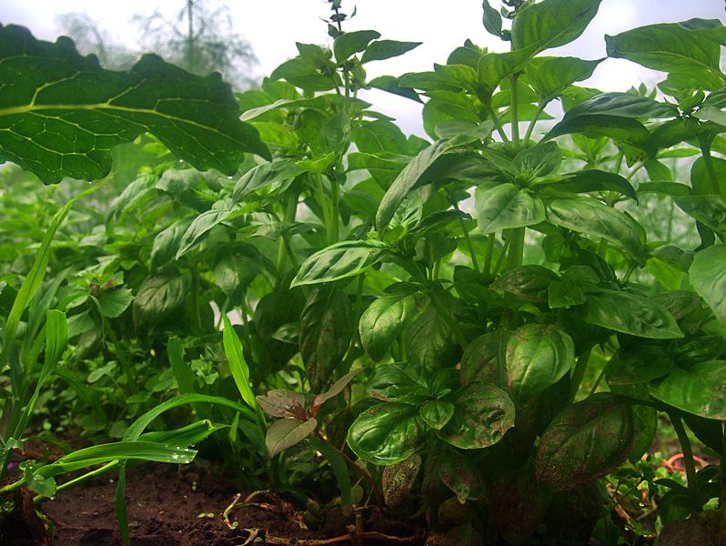 Basilikum par Edgar Schermaul