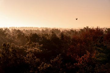 Vliegende Stilte Herfstsfeer boven een Mistig Bos van Femke Ketelaar
