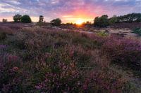 Sunset on the Westrup Heath
