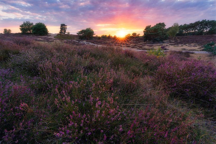 Zonsondergang op de Westrupse Heide van Niko Kersting