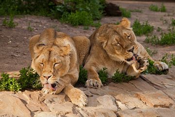 nette leeuwinnen likken er zes, wassen in rode tongen. Twee leeuwenvriendinnen zijn grote mooie katt