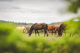 Horses in a herd in the countryside by Michelle Tober