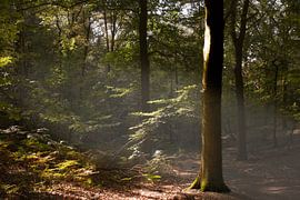 La forêt qui respire sur Elwin Flik