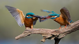 Kingfisher – Fish transfer between kingfishers