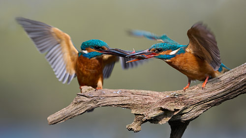 Eisvogel – Fischübergabe zwischen Eisvögeln
