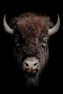 Zähes Bison-Porträt eines Bisons von John van den Heuvel