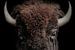 Stoere bizon portret van een Wisent van John van den Heuvel