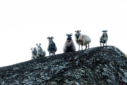 Oogcontact - Schapen op een rots
