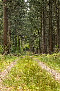 Waldweg - Portrait