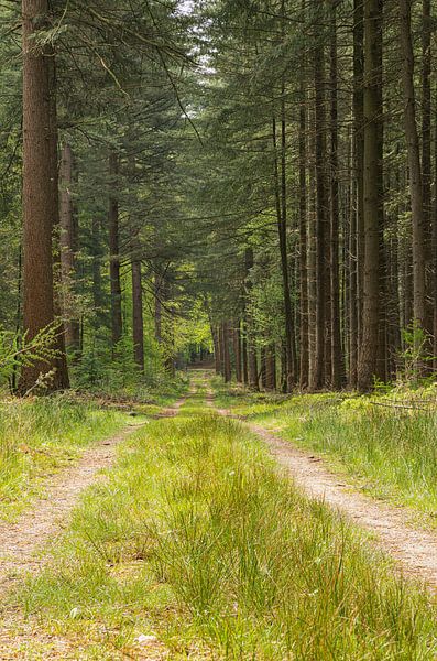 Forest trail - Portrait by Leo Kramp Fotografie