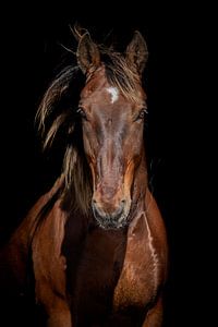 Kees von Eilandkarakters Ameland