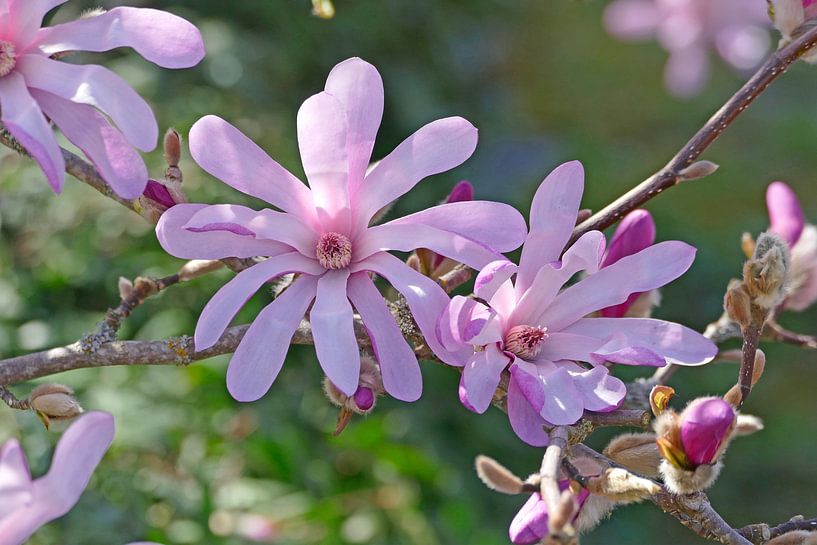 Magnolia stellata par christine b-b müller