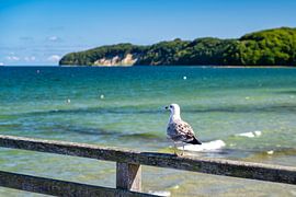 Ein Blick auf eine Möwe am Strand von Binz von Andreas Völkel