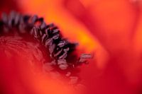 Rode klaproos abstract
