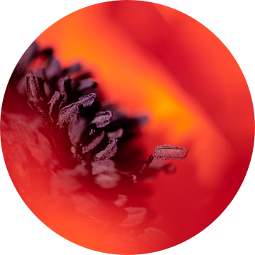 Rode klaproos abstract van Julia Strube - graphics