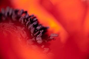 Red poppy abstract by Julia Strube - graphics