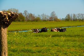 Hollandse Landschappen van Brian Morgan